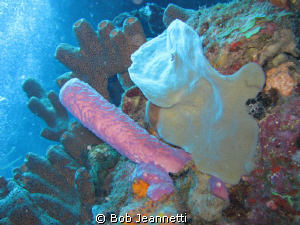 A pink tube sponge. Any help on the rest! by Bob Jeannetti 